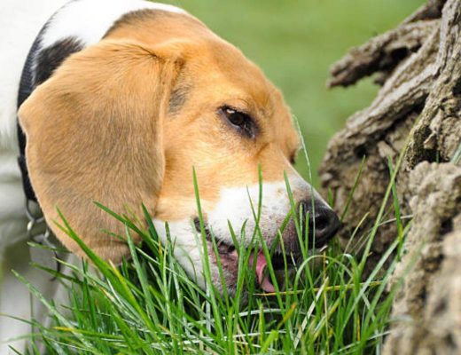 Pourquoi mon chien mange de l'herbe